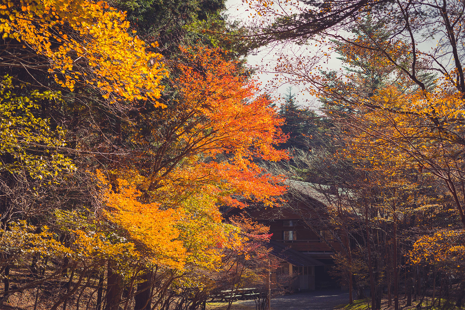 原生林の紅葉と雪化粧の南アルプス国立公園を望む<