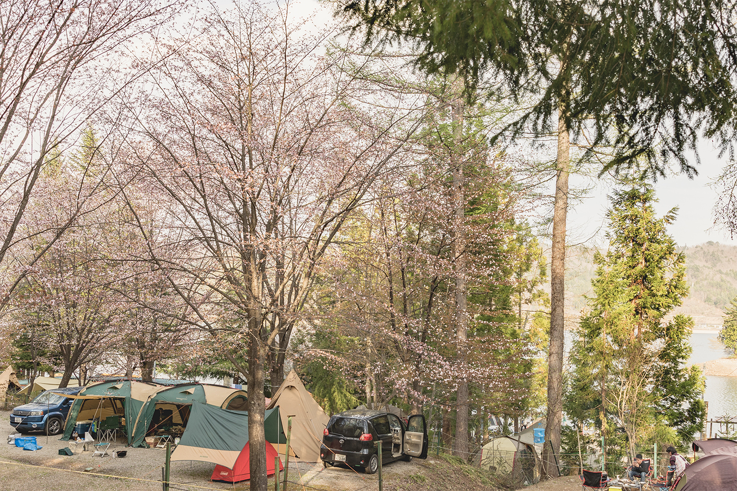 桜の樹の下でテントを建てる贅沢もよい