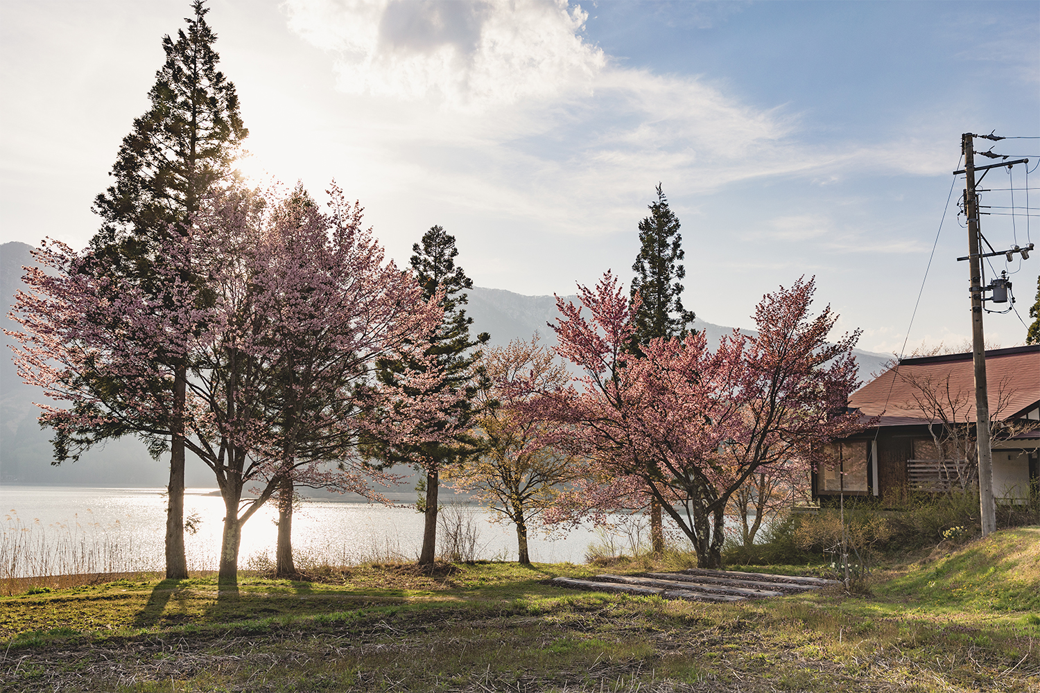 湖畔のまわりにもまだまだ桜が咲き乱れていた