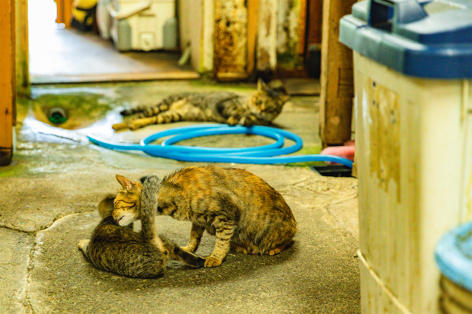 店内には親子らしい猫ちゃんたちがくつろいでいた