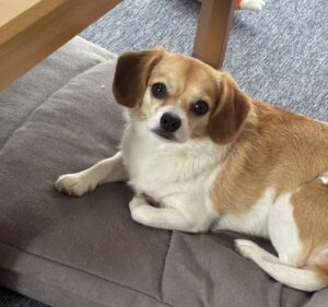 犬に囲まれた人間代表🥖
