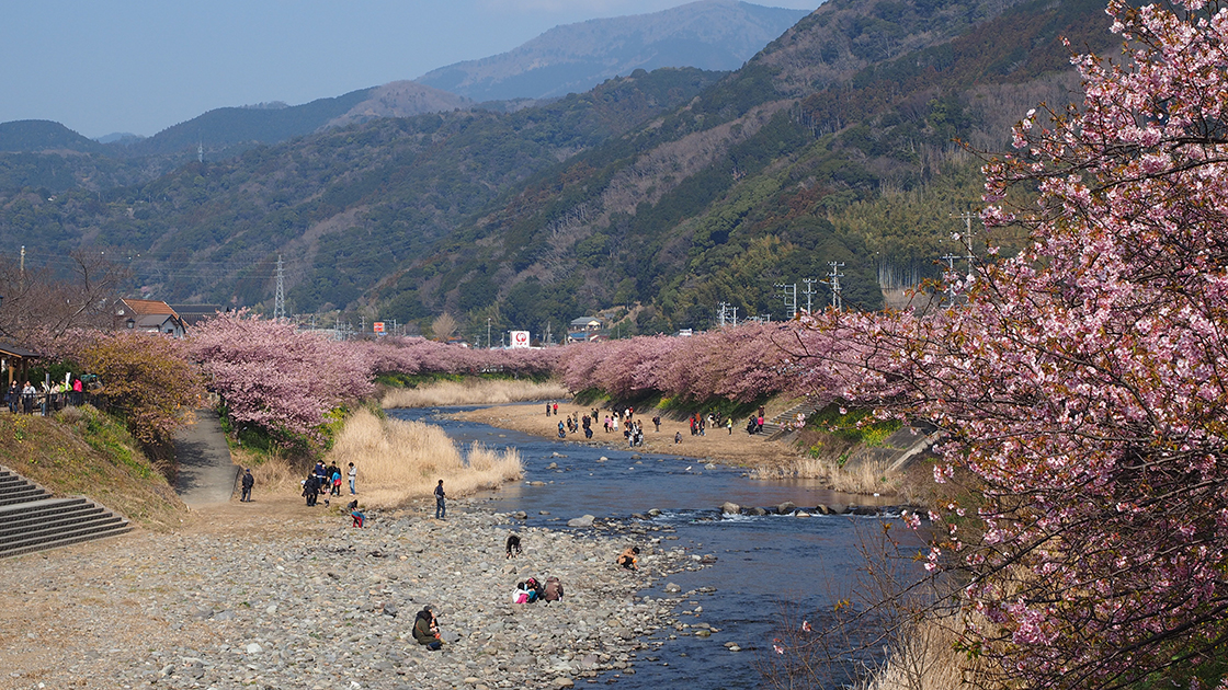 ドライブデートにぴったりのお花見スポット