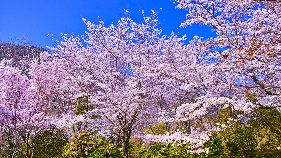 桜