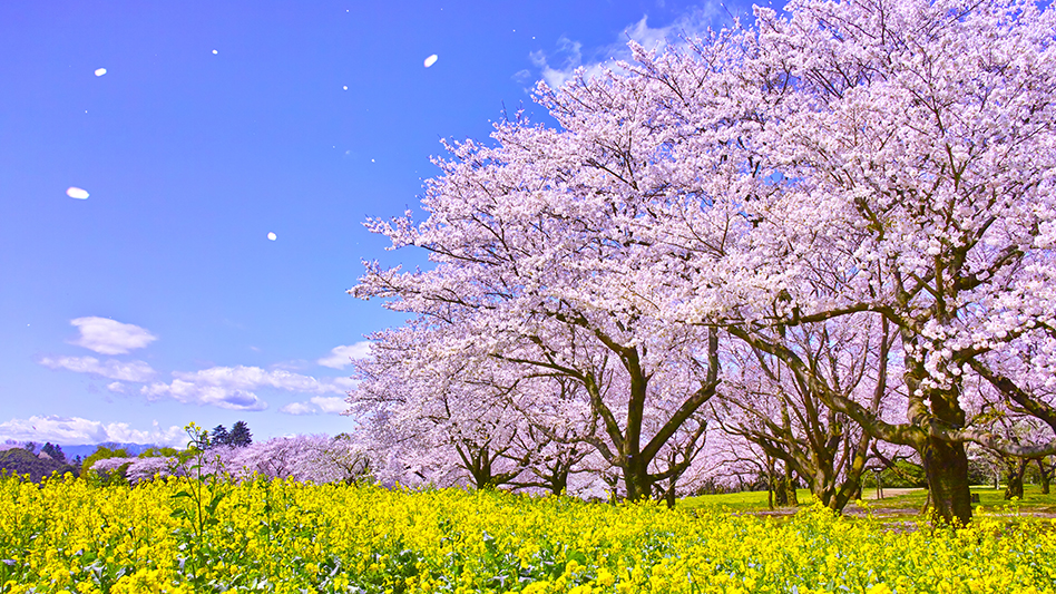 花見